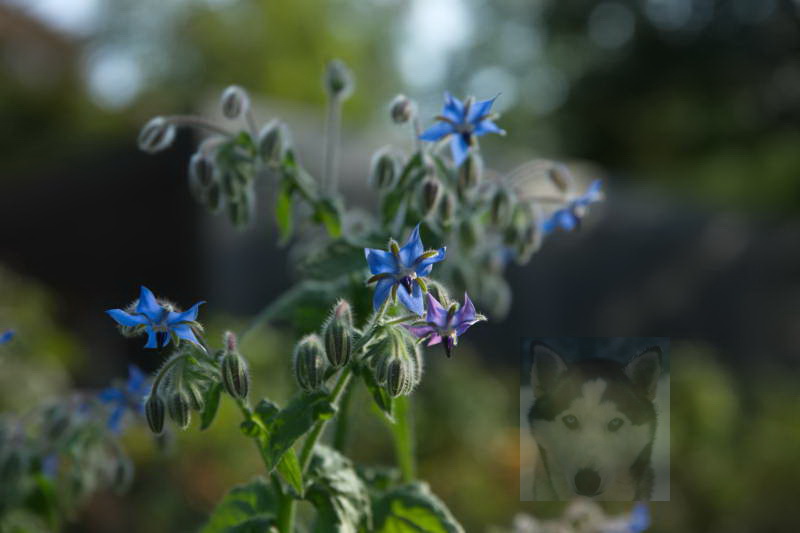 20200916 Gruen t raum 007