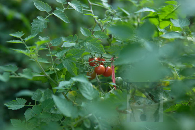 20200916 Gruen t raum 011