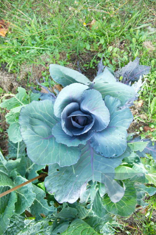 20200916 Gruen t raum 029