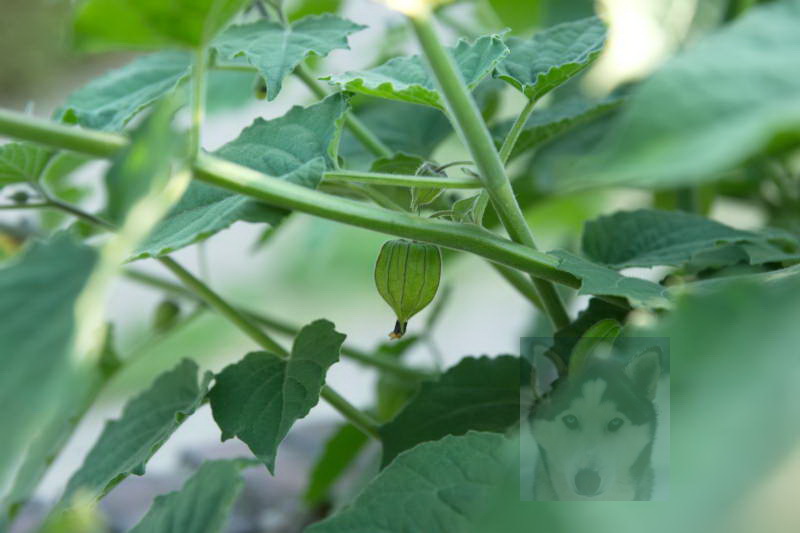 20200916 Gruen t raum 036