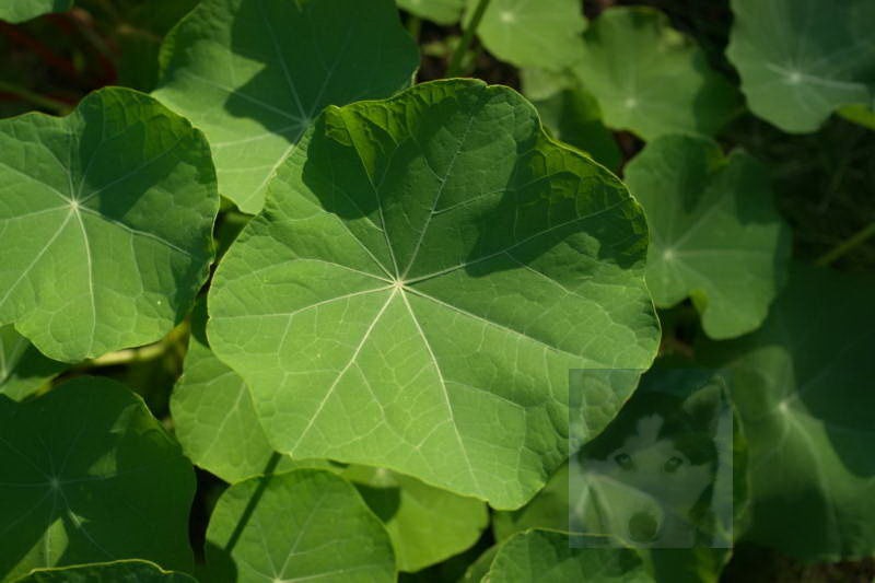 20200916 Gruen t raum 055