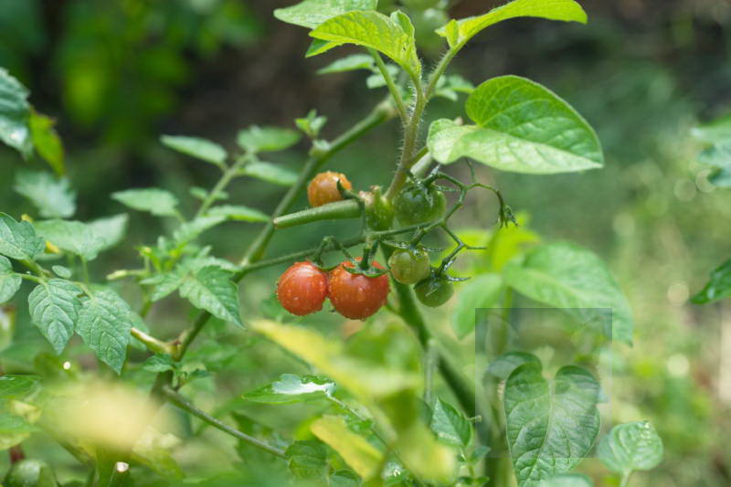 20200916 Gruen t raum 068