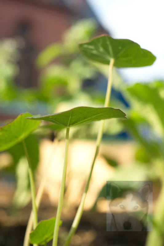 20200916 Gruen t raum 076