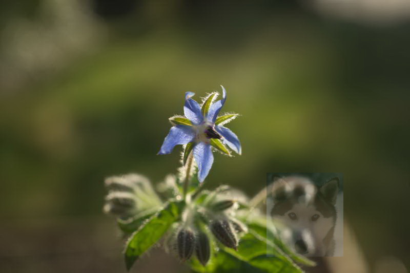 20200916 Gruen t raum 077