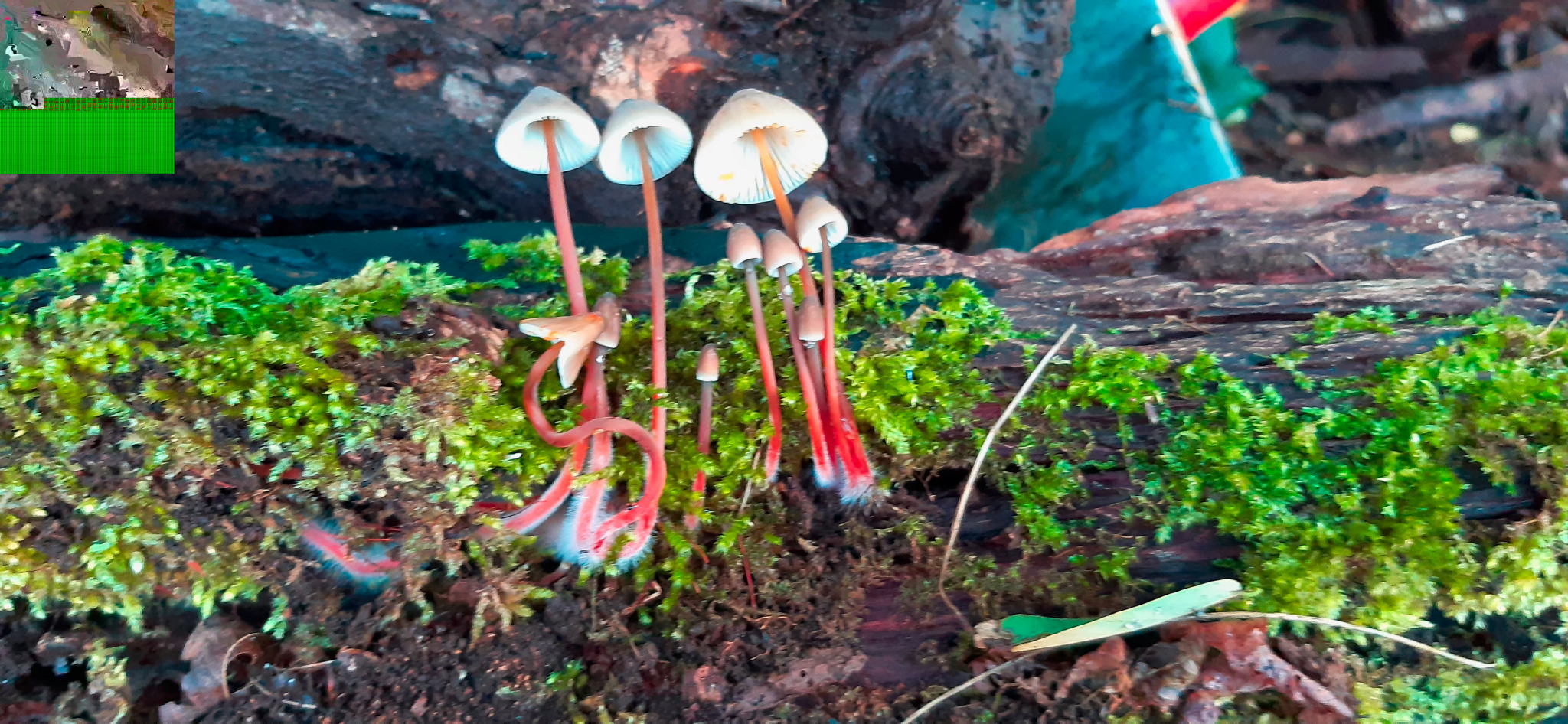 Permakultur Neuanlage eines Waldgartens in Wissembourg, Frankreich