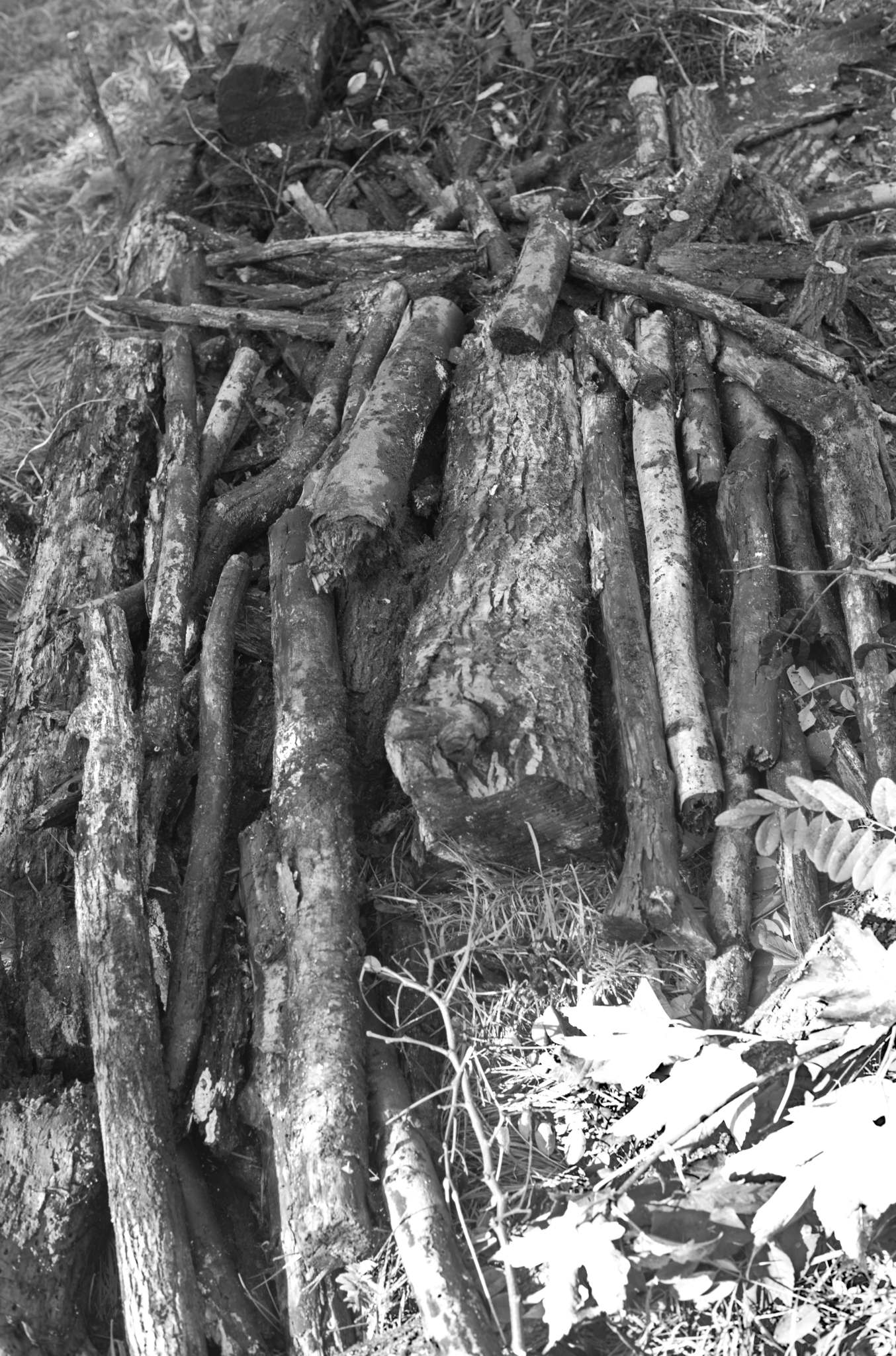 Anlage des Waldgartens und Eindrücke vom Ecolieu Langenberg