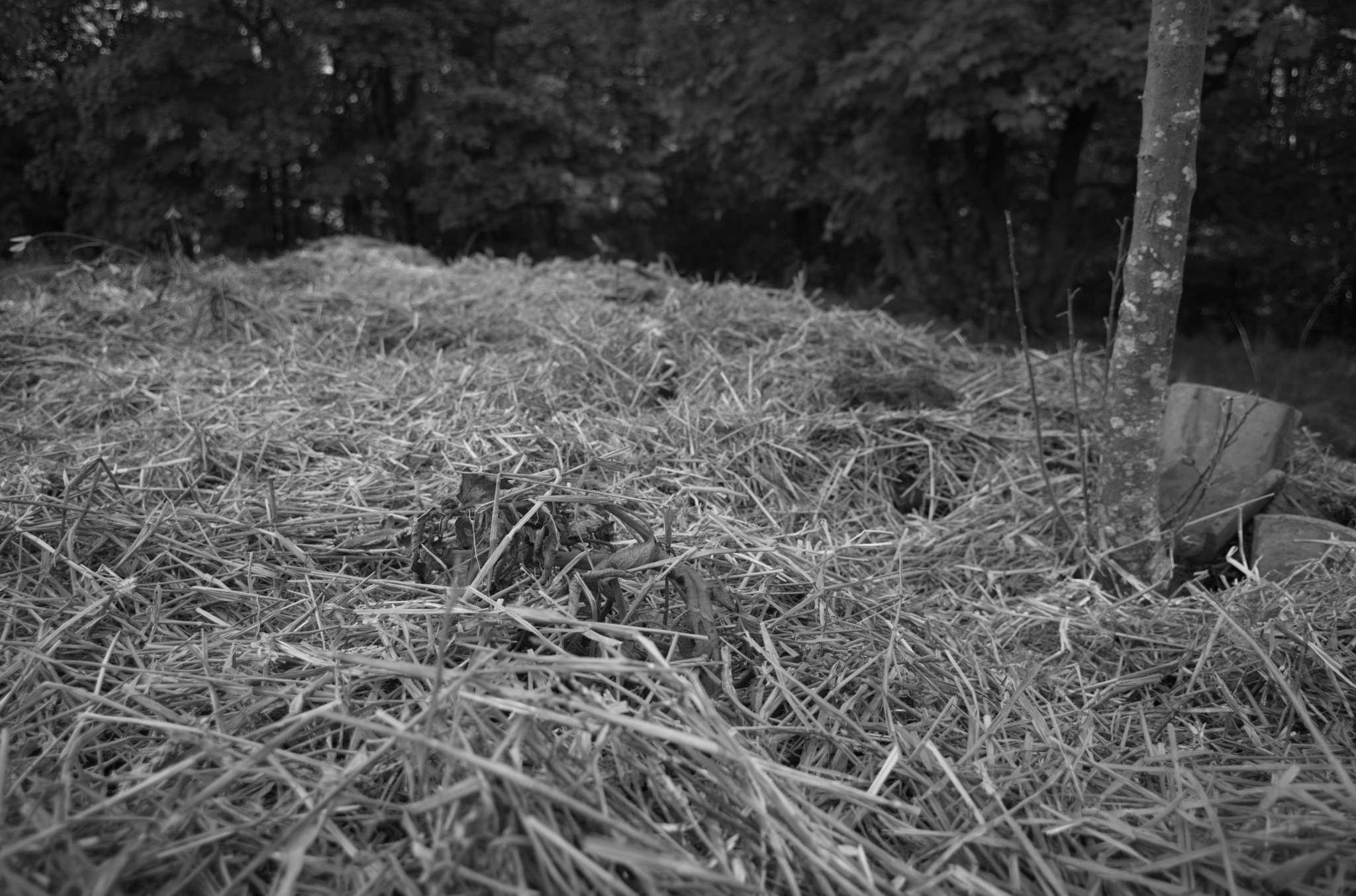 20221004 Waldgarten 66