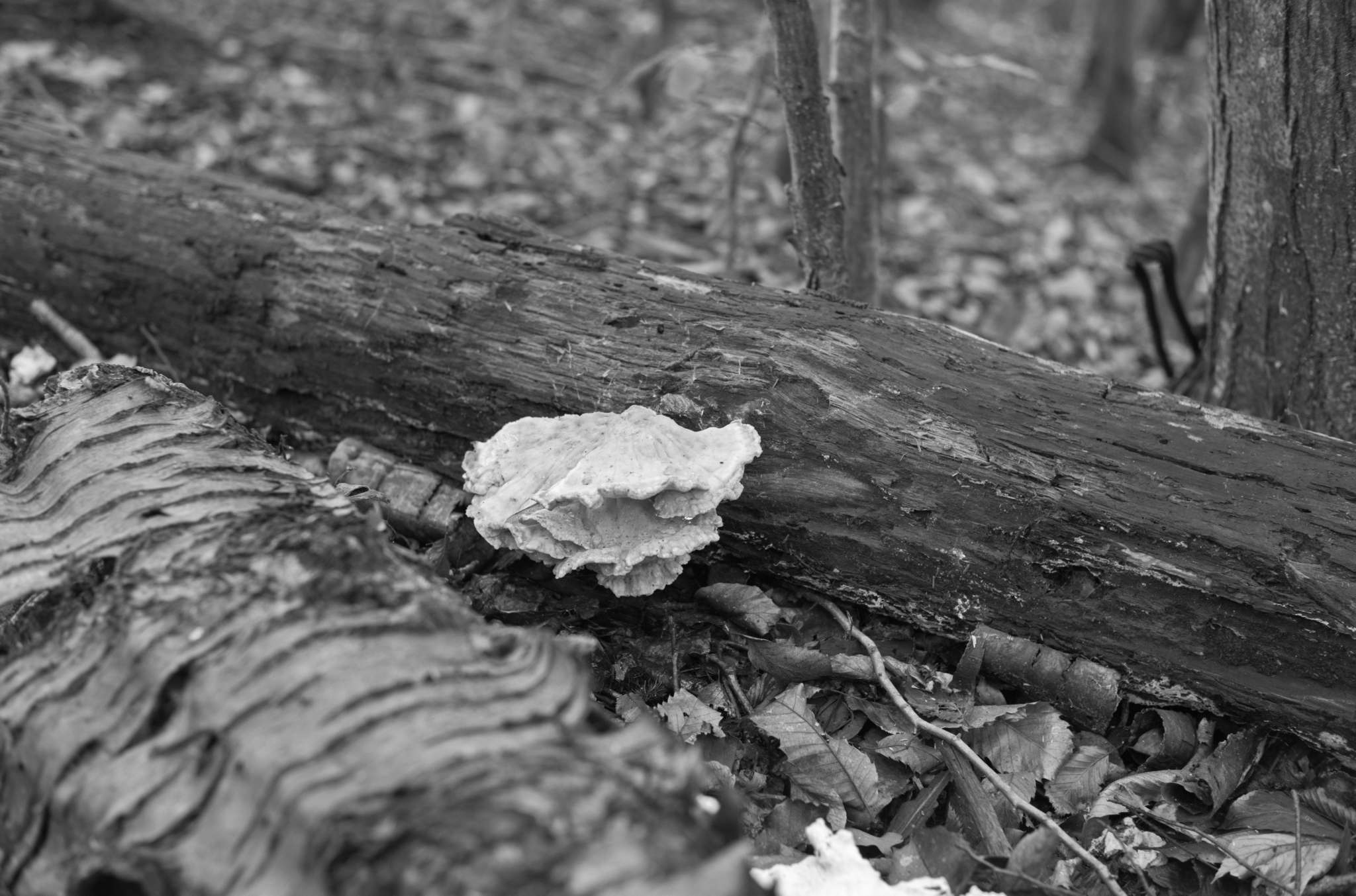 20221005 Waldgarten 07