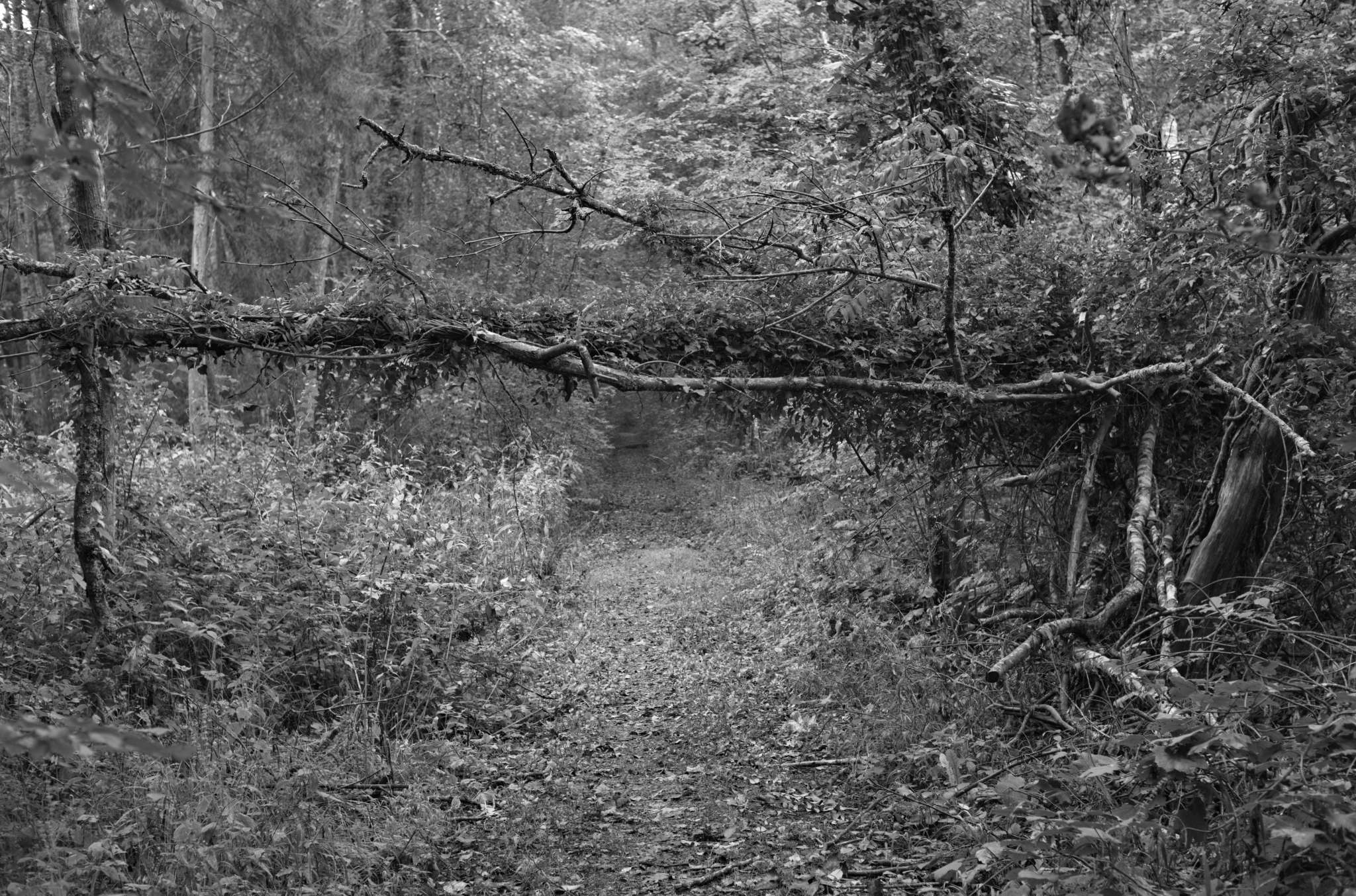 20221005 Waldgarten 11