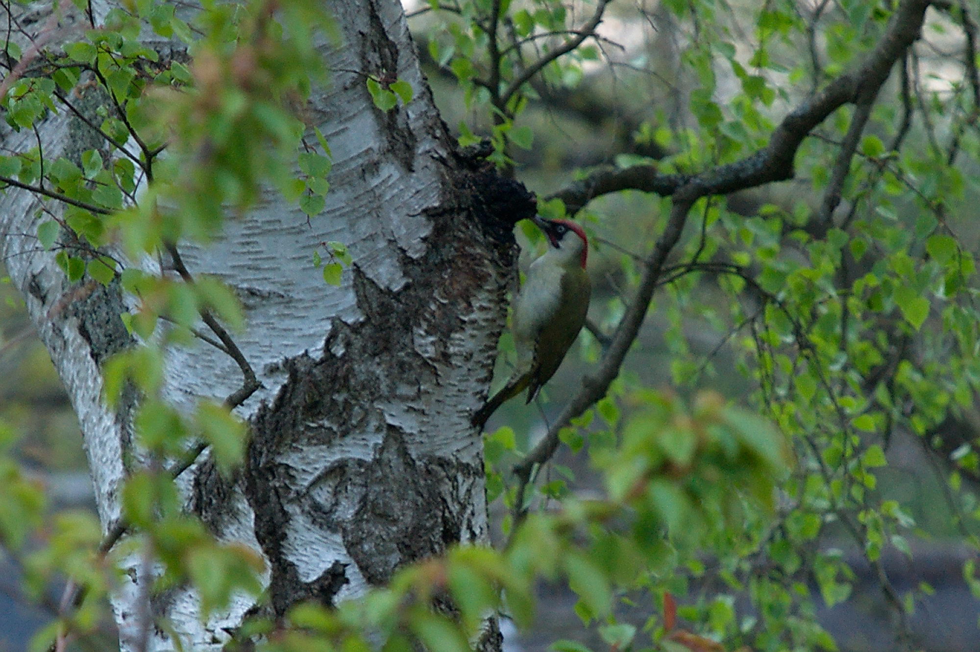 20200428 Gruensprecht 011
