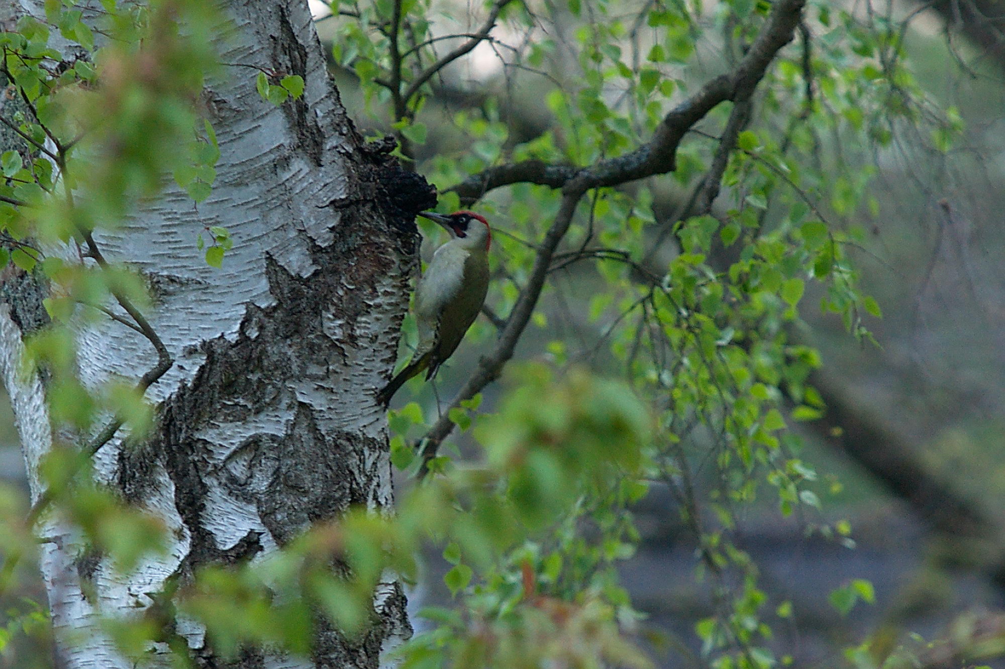 20200428 Gruensprecht 014